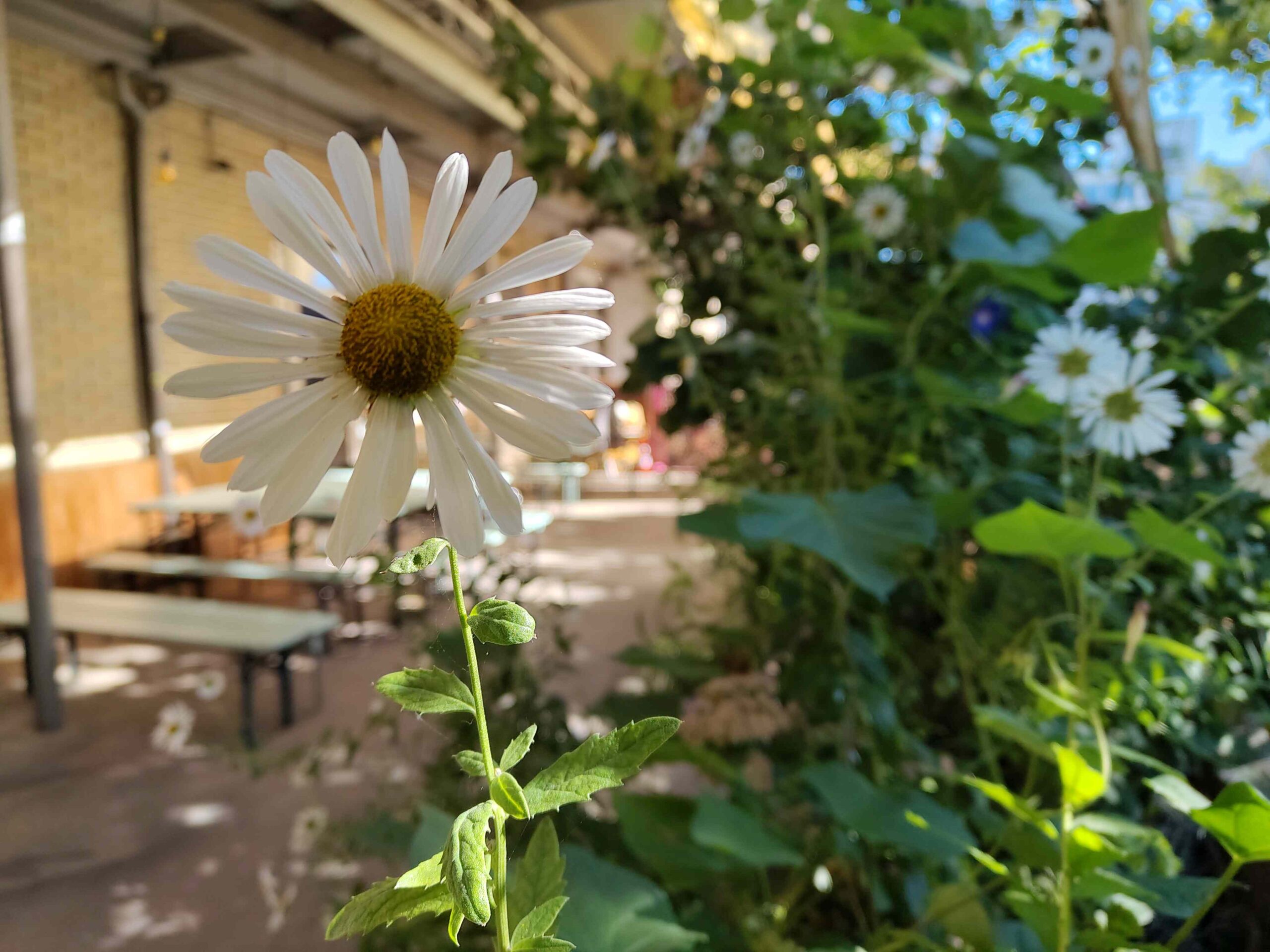 Im Vordergrund eine weiße Blume, dahinter grüne Pflanzen und eine Terrasse mit Biertischen.